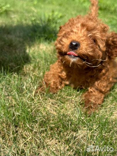 Той-пудель девочка