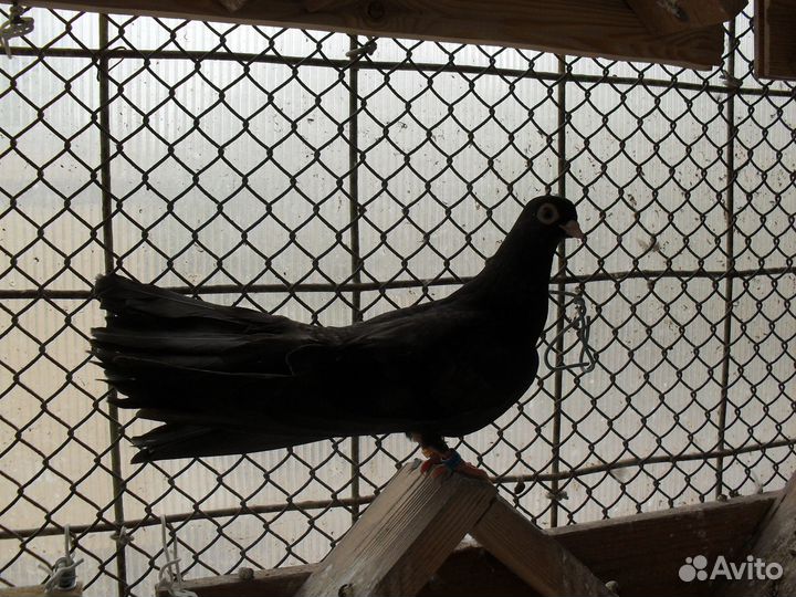 Продажа голубей турманов