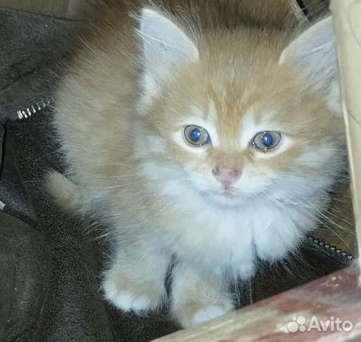 Найдена кошка