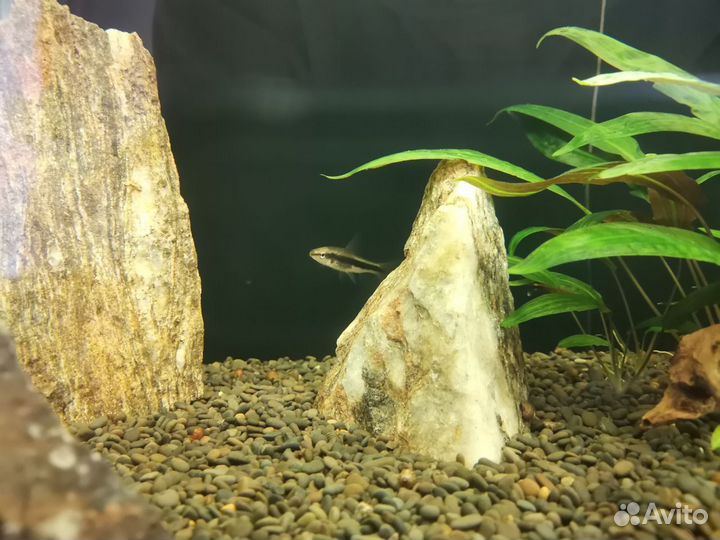 Аквариум на 180л с внешним фильтром и содержимым