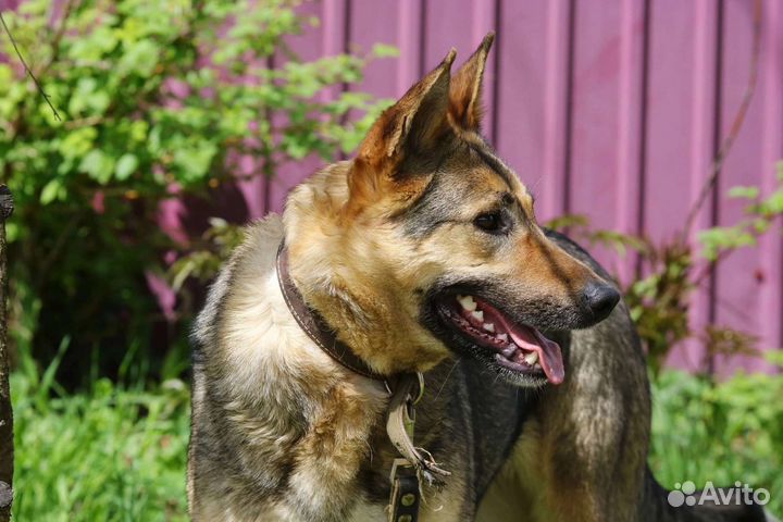 Шикарная Бетта, стерилизована