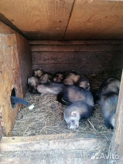 Продаются хорьки