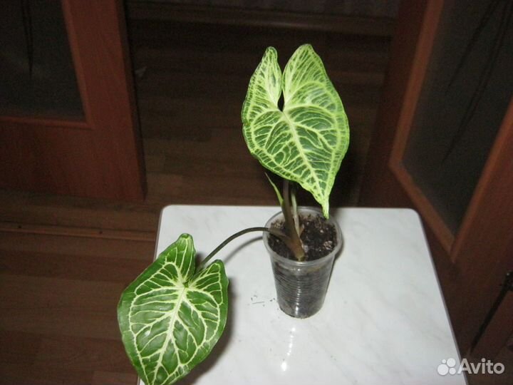 Сингониумы сортовые