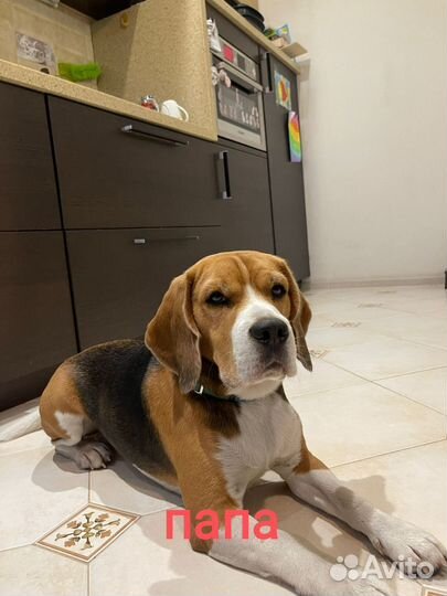 Щенки бигль