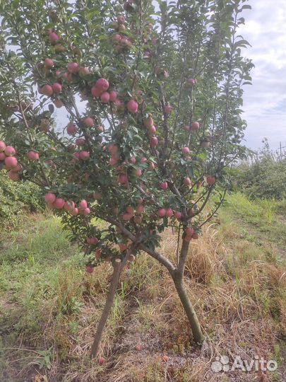 Яблоки,Редспур