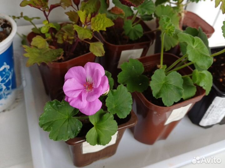 Пеларгония