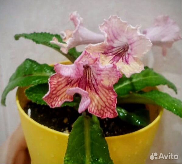 Стрептокарпус Listy