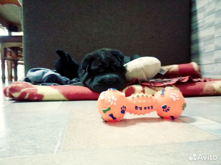 Шарпей вязка