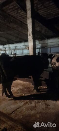 Коровы и телки стельные