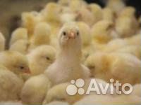 Суточная птица