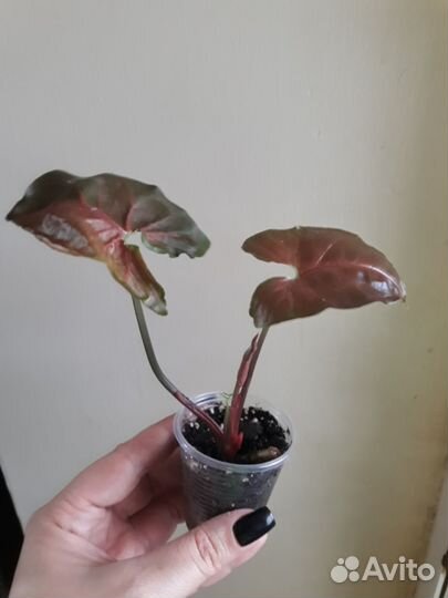 Замиакулькас, Марбл Квин, сингониум,эсхинантус др