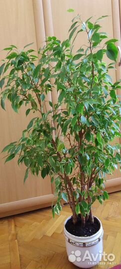 Роскошный Фикус бенджамина 100 см
