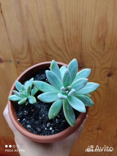 Суккуленты