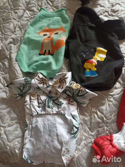 Одежда для собак