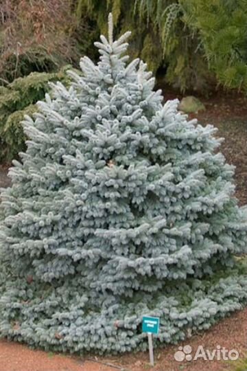 Ель голубая невысокая информация в описании