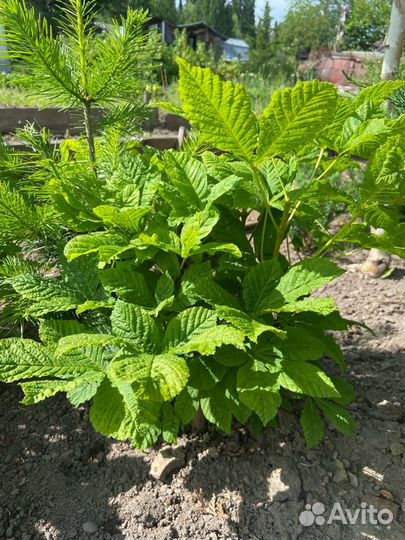 Растения для сада