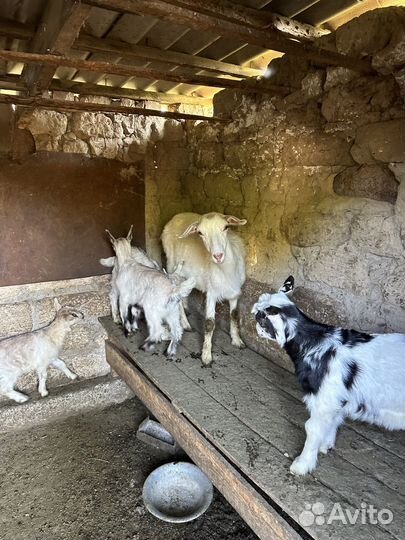 Коза, козлята