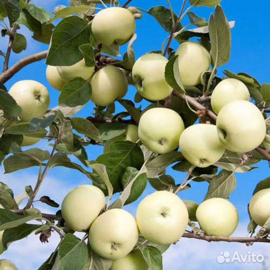 Питомник С реализует яблоню Белый Налив летний