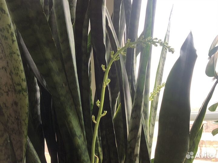 Сансевиерия