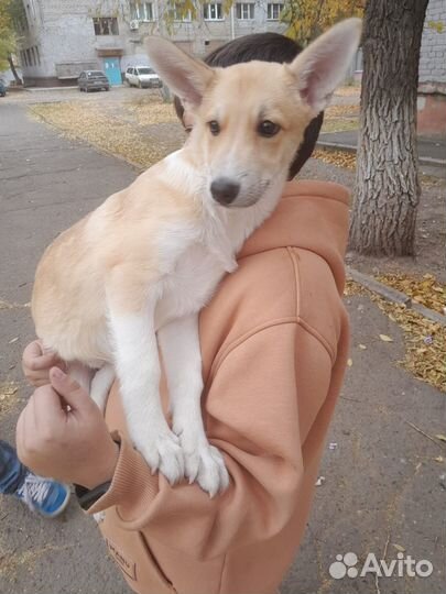 Отдад щенка в добрые руки