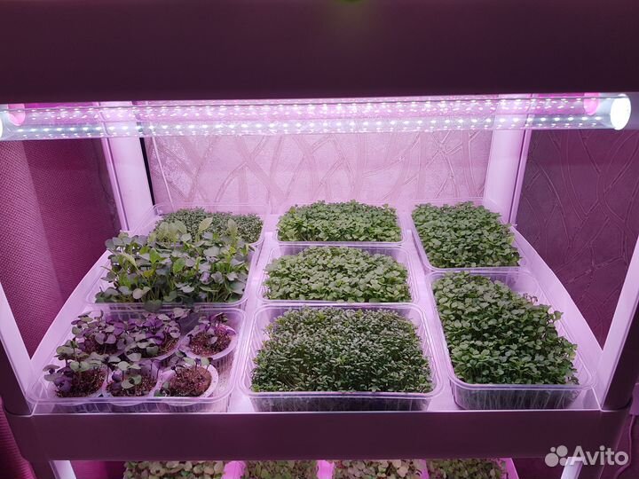 Микрозелень