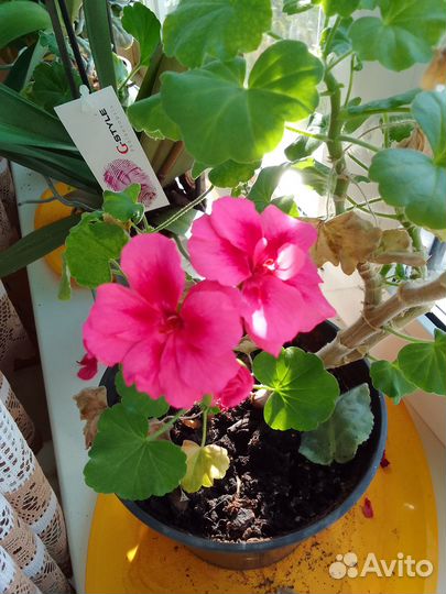 Герань комнатная