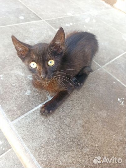 Котик в добрые руки