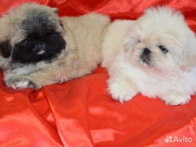 Щенки пекинеса