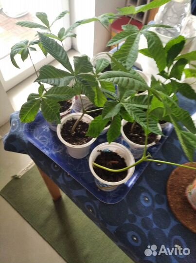 Саженцы конского каштана