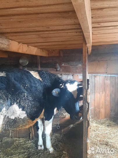 Корова и тёлочка