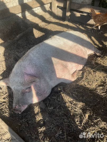 Свиноматка хряк