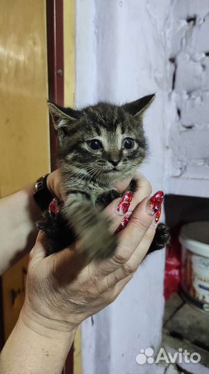 Кошка в дар бесплатно