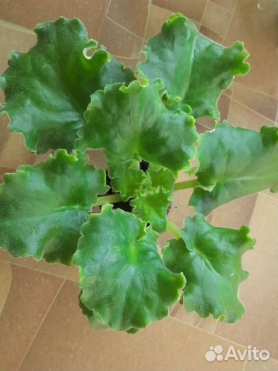 Фиалки сортовые. Детки и пасынки. Листовые черенки