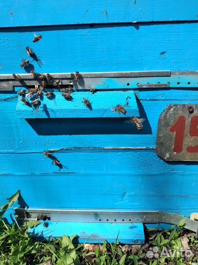 Продам пчел