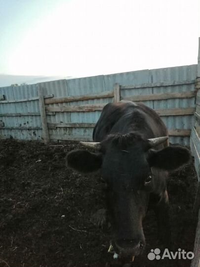 Продам стельную телку