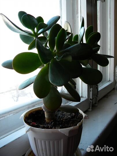 Крассула (Денежное дерево или Толстянка)