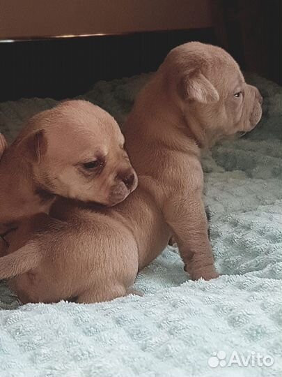 Щенки Булли