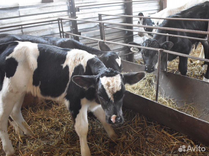 Бычки телочки телята