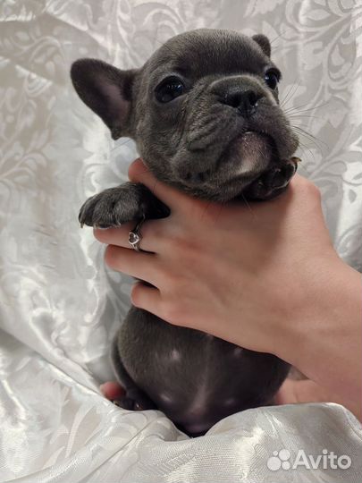 Французский бульдог
