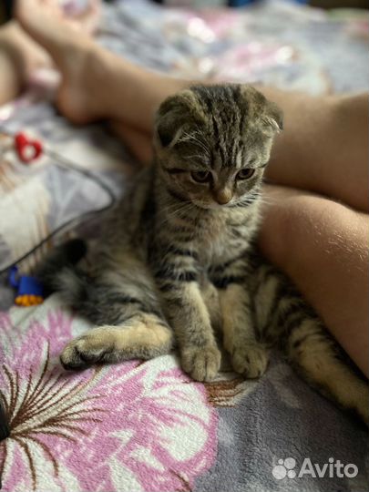 Девочка шотландская вислоухая