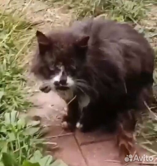 Драник ждёт