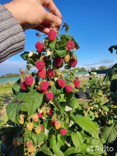 Малина свежая ягода фермерская