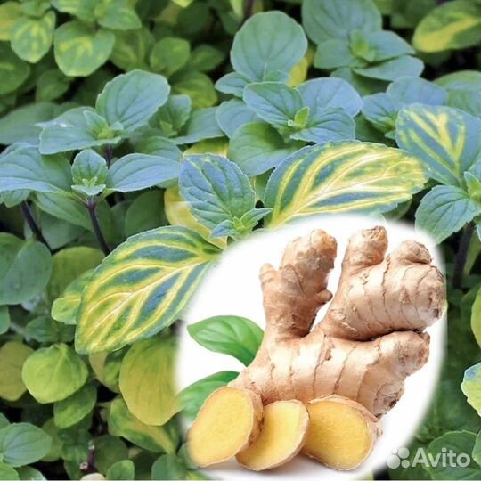 Мята имбирная