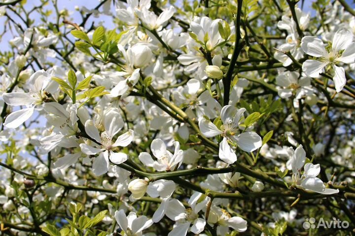 Трифолиата (морозостойкий лимон)