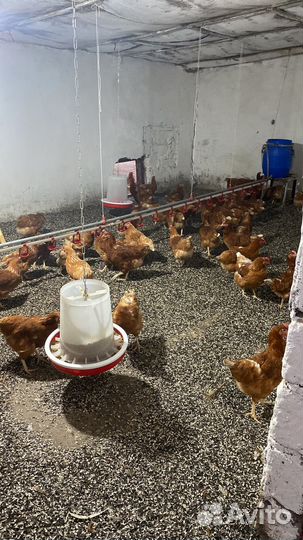 Домашние куриные яйца