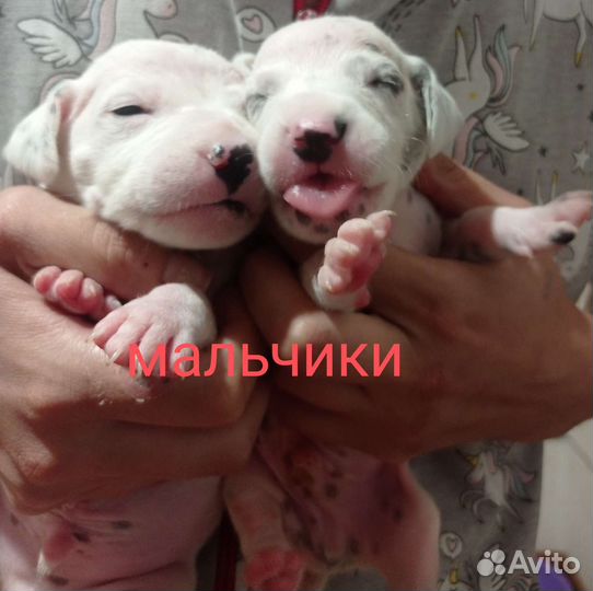 Щенки далматина