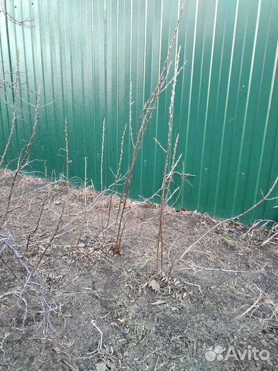 Облепиха саженцы 2х летки