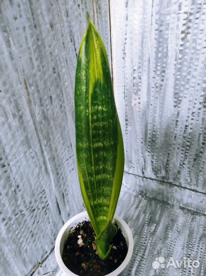 Цветы комнатные,Фикусы