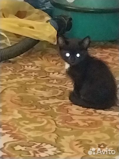 Черный котенок