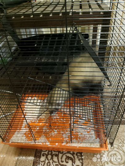 Хорек с клеткой